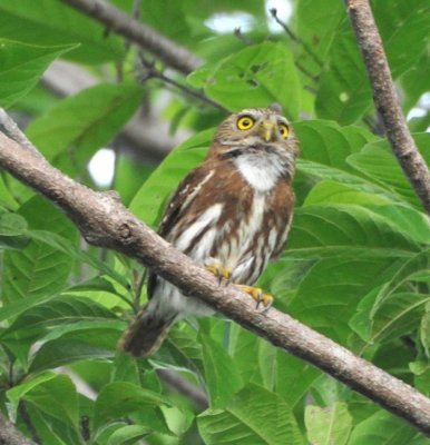 Central American (Ferruginous) Pygmy-Owl