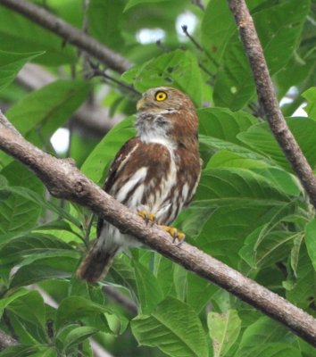 Central American (Ferruginous) Pygmy-Owl outside Cerro Lodge, CR