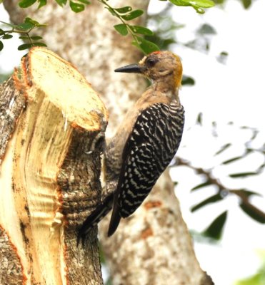 Hoffmann's Woodpecker inspecting some newly-trimmed branches along the road outside Cerro Lodge, CR