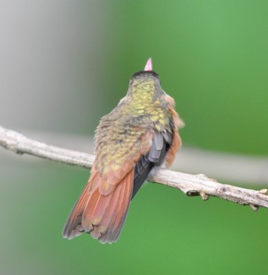 Backside of the Cinnamon Hummingbird