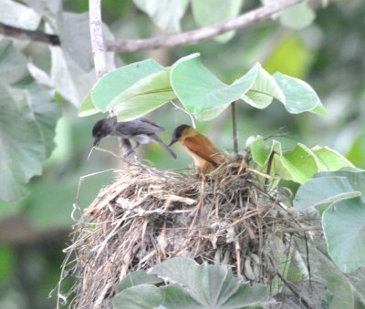 Male and female Rose-throated Becards on their nest