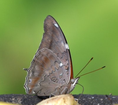 Another butterfly at Cerro Lodge, CR