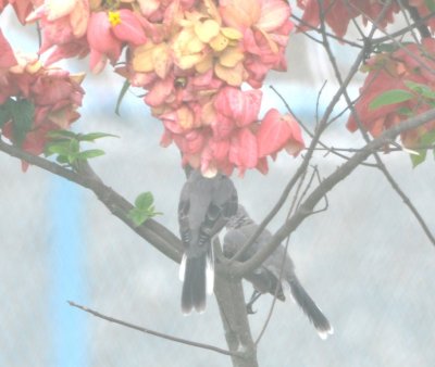 Eastern Kingbirds hiding among flowers on a tree outside the San Isidro sewage treatment facility