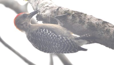 Hoffmann's Woodpecker in the fog outside the San Isidro sewage treatment facility