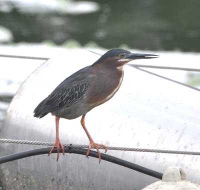 Green Heron on a floating platform at the San Isidro sewage treatment facility