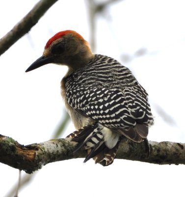 Male Hoffmann's Woodpecker 