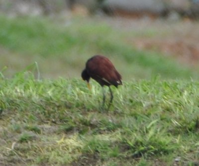 Northern Jacana on the far side of the sewage treatment lagoon
