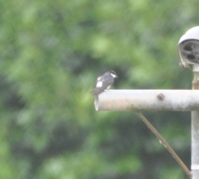 Mangrove Swallow on a distant light pole