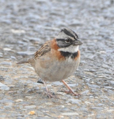 Adult Rufous-collared Sparrow