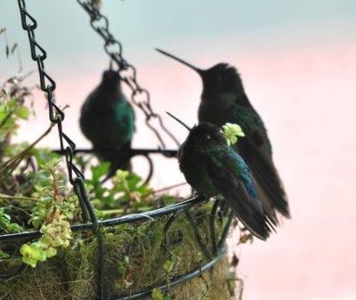 Hummingbirds on a hanging planter at La Georgina Restaurante, CR