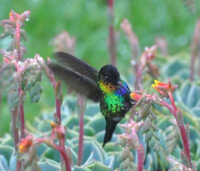 Fiery-throated Hummingbird