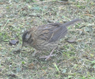 Immature Rufous-collared Sparrow