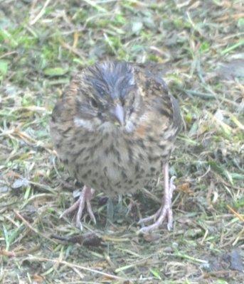 Immature Rufous-collared Sparrow