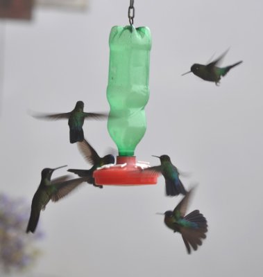 Hummingbirds competing for one of the feeders at La Georgina Restaurante, CR
