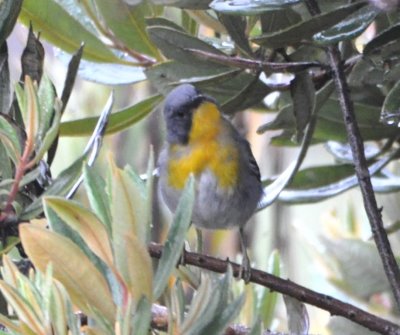 After La Georgina's, we went up to the high elevation 'paramo' and caught a look at this Flame-throated Warbler.