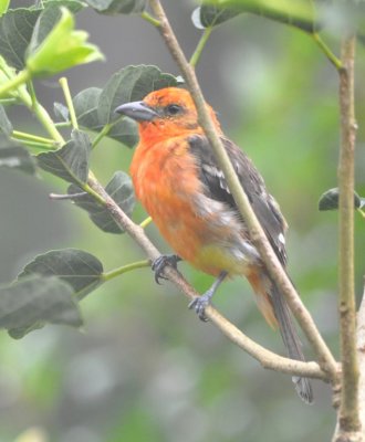 Male Flame-colored Tanager