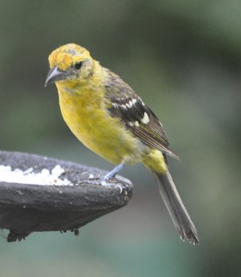 Female Flame-colored Tanager