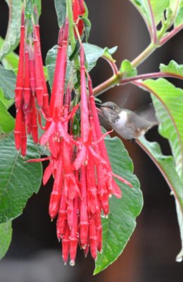 Female Scintillant Hummingbird at red flowers