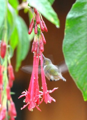 Female Scintillant Hummingbird