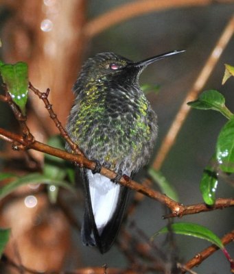 Male Stripe-tailed Hummingbird