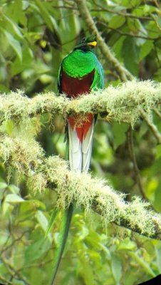 Adult male Resplendent Quetzal
digiscoped image