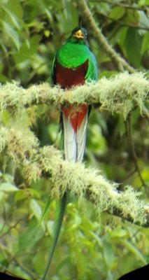 Adult male Resplendent Quetzal
digiscoped image