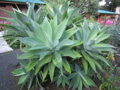 More plants on the grounds of Savegre Lodge