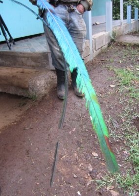 Adult male quetzal tail feathers
