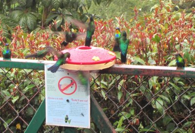 Fiery-throated Hummingbirds and others at a feeder on the deck rail outside the restaurant at the Paraso Quetzal Hotel.