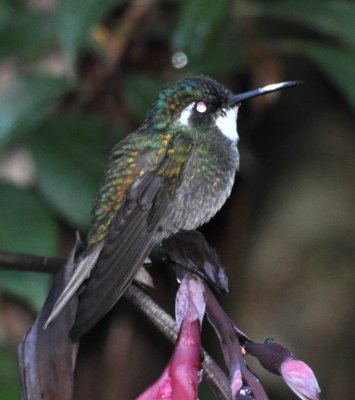 Male White-throated Mountain-Gem with pollen on its bill