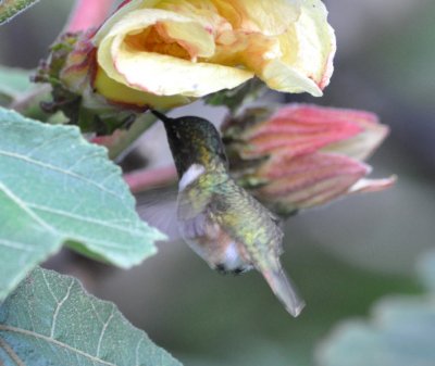 Scintillant Hummingbird at a flower