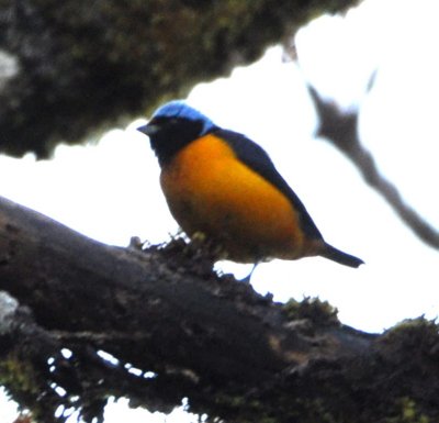 Elegant Euphonia