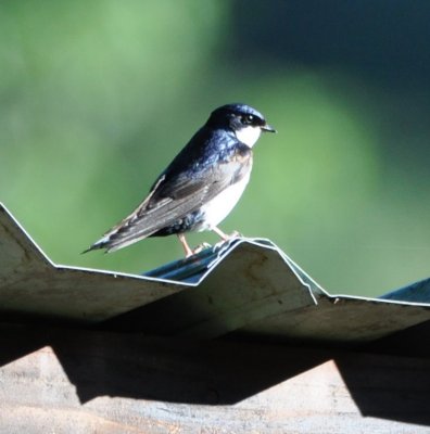 This Blue-and-white Swallow was nesting under this corrugated roof.
