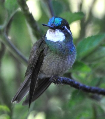 White-throated Mountain-Gem male