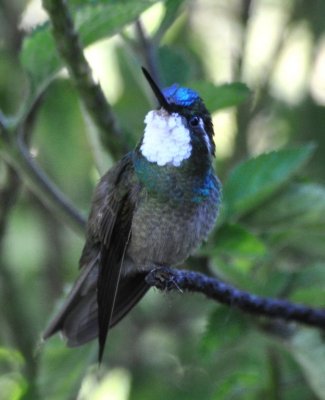White-throated Mountain-Gem male