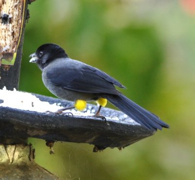Yellow-thighed Finch eating rice at Savegre Mountain Lodge, CR