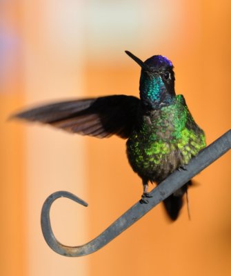 Male Talamanca Hummingbird showing its colors