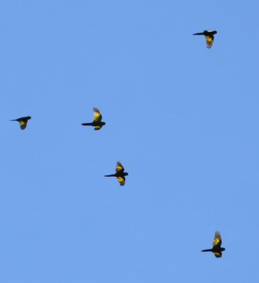 Sulphur-winged Parakeets flying over