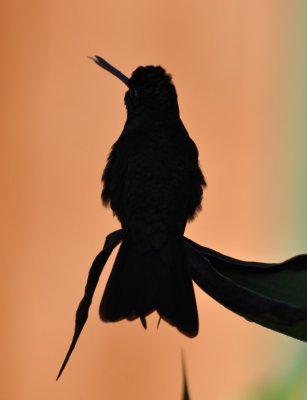 Silhouette of Talamanca Hummingbird