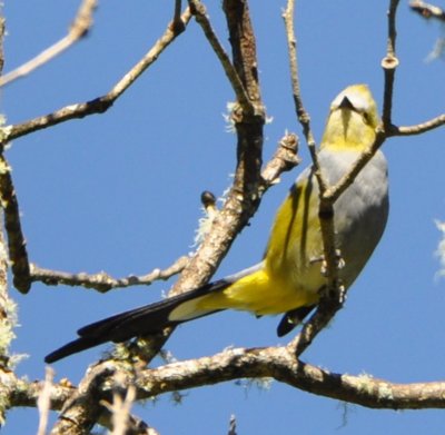 Long-tailed Silky-Flycatcher