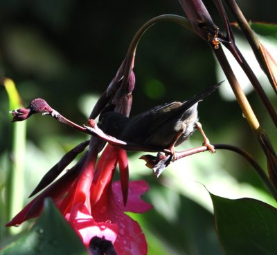 Slaty Flowerpiercer about its business