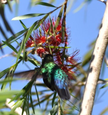 Fiery-throated Hummingbird at Bottle-brush flower
