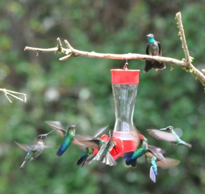Talamanca and Fiery-throated Hummingbirds at a feeder at Paraso Quetzal Hotel, CR