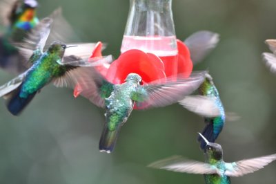 Hummingbirds at a feeder