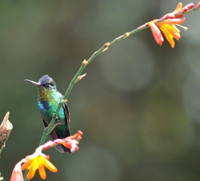 Fiery-throated Hummingbird on a colorful flower