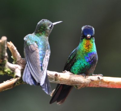 Front and rear views of the Fiery-throated Hummingbird