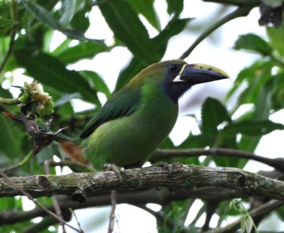While we were waiting for the quetzal, this Northern Emerald Toucanet appeared. Erick said this bird is a danger to unfledged quetzals.