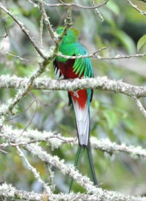 At last the adult male Resplendent Quetzal appeared.