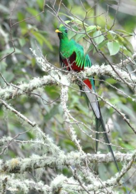 Adult male Resplendent Quetzal