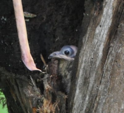 Young Resplendent Quetzal in nest cavity